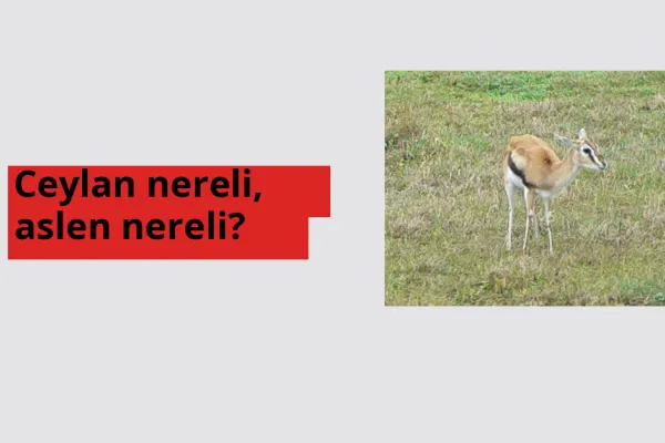 Ceylan nereli, aslen nereli? Ceylan hangi ülkeden?
